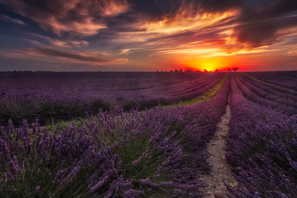 Couché de soleil sur le plateau de Valensole